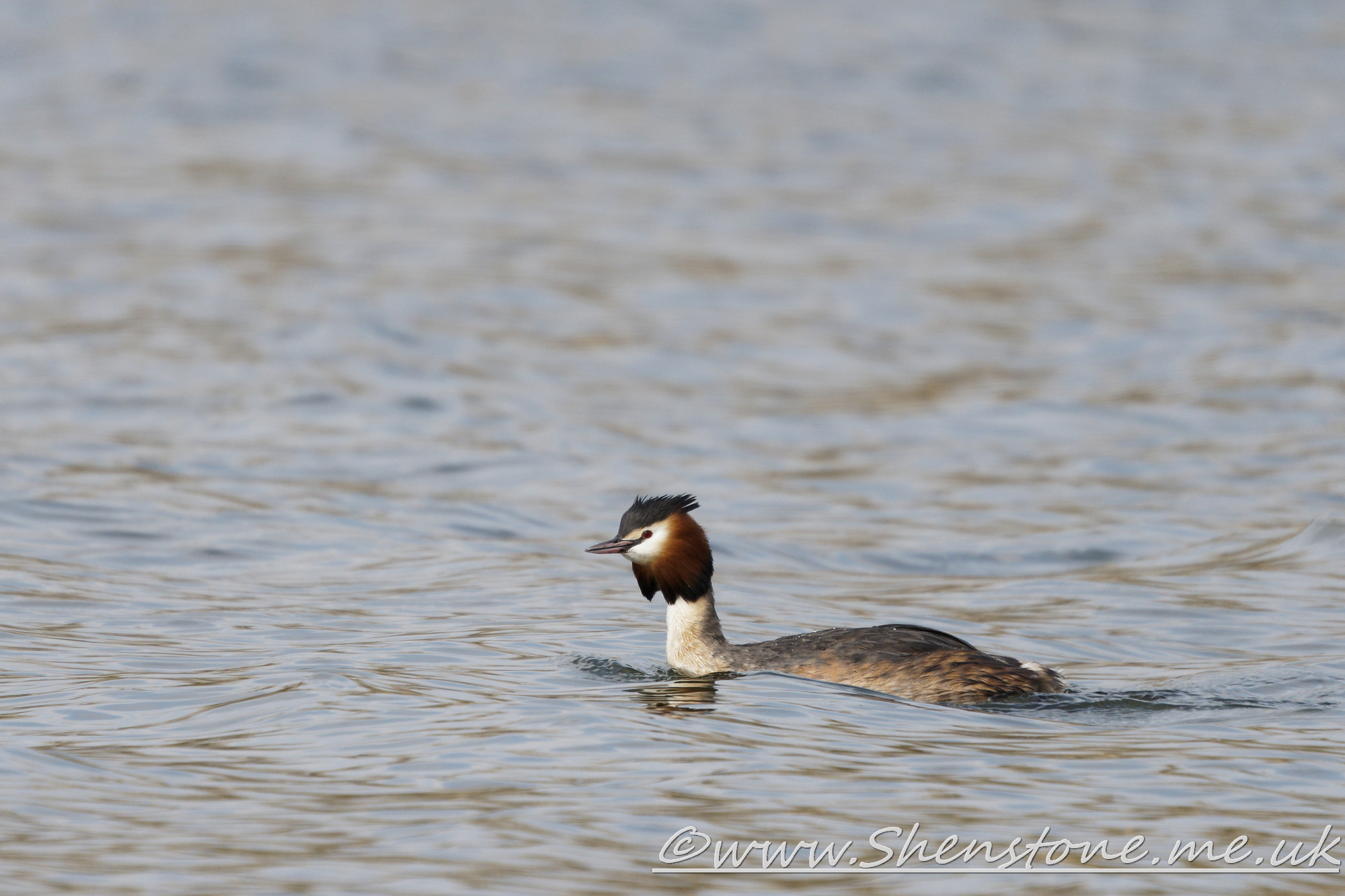 Great Crested Grebe Lamby Lake              