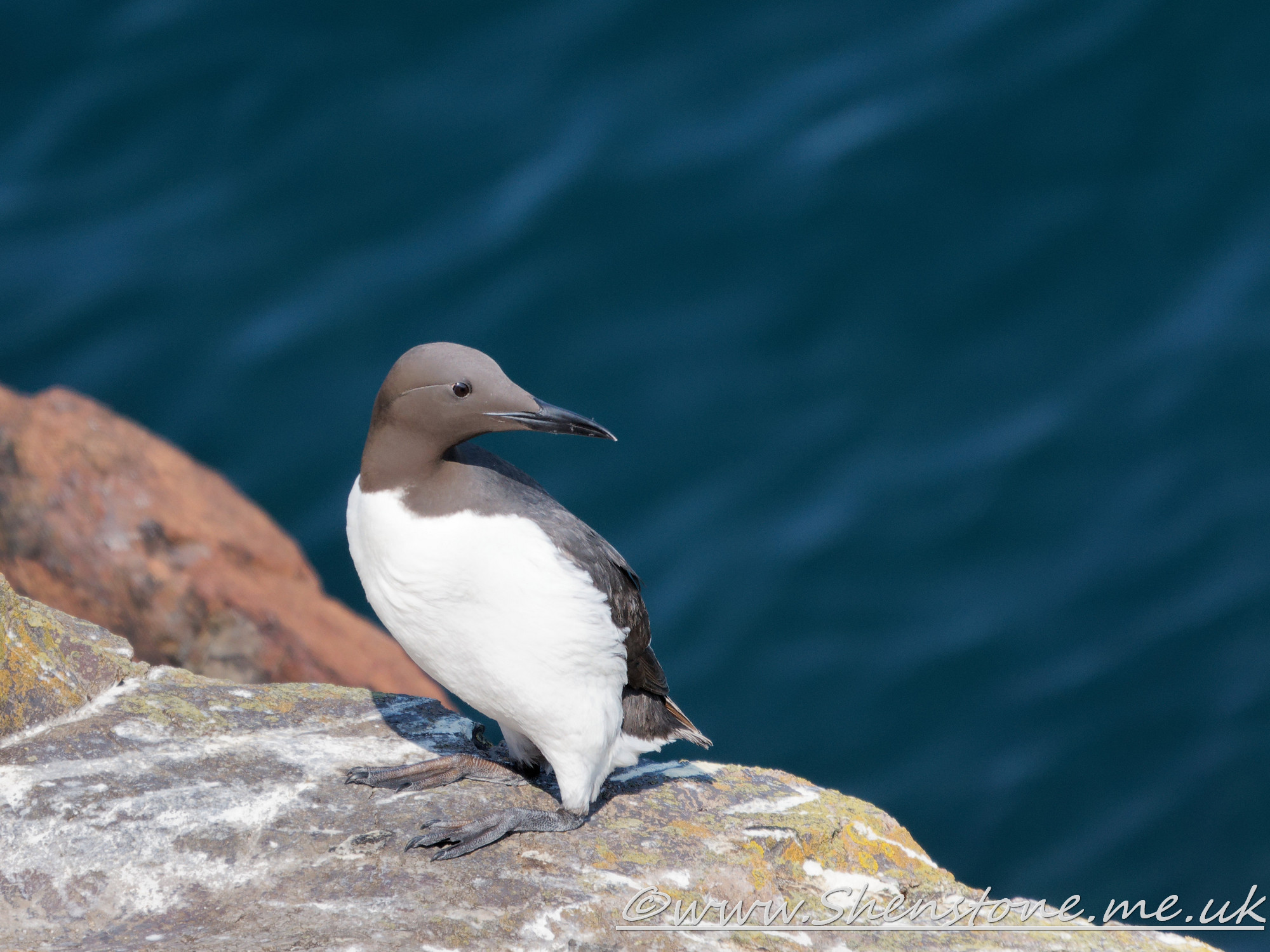 Guillemot Skomer                            