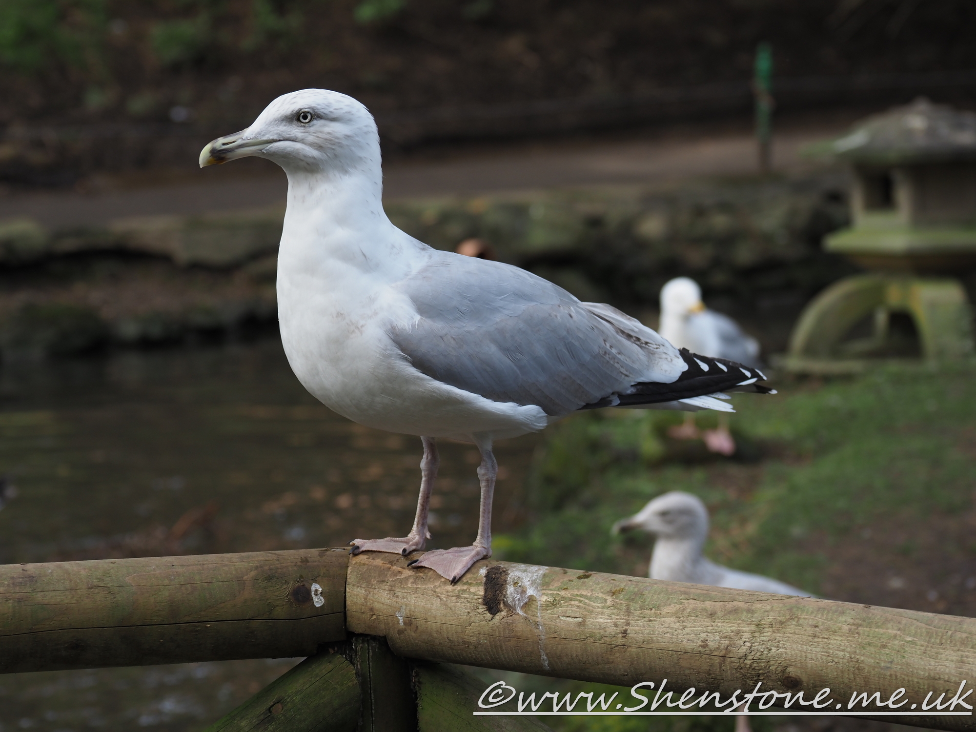 Herring Gull Scarborough                    