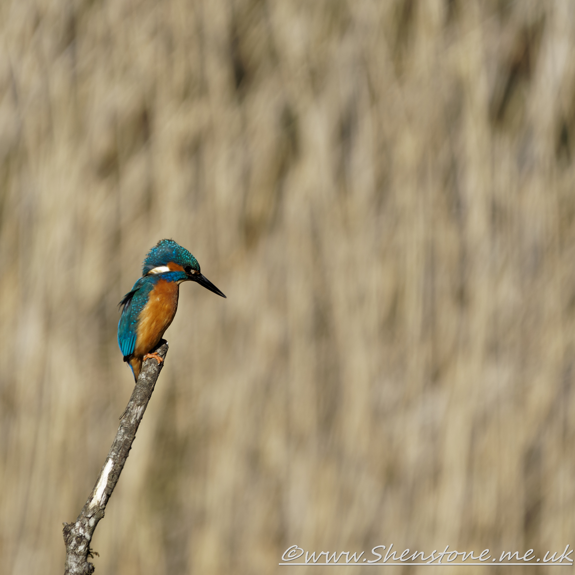 Kingfisher Forest Farm                      