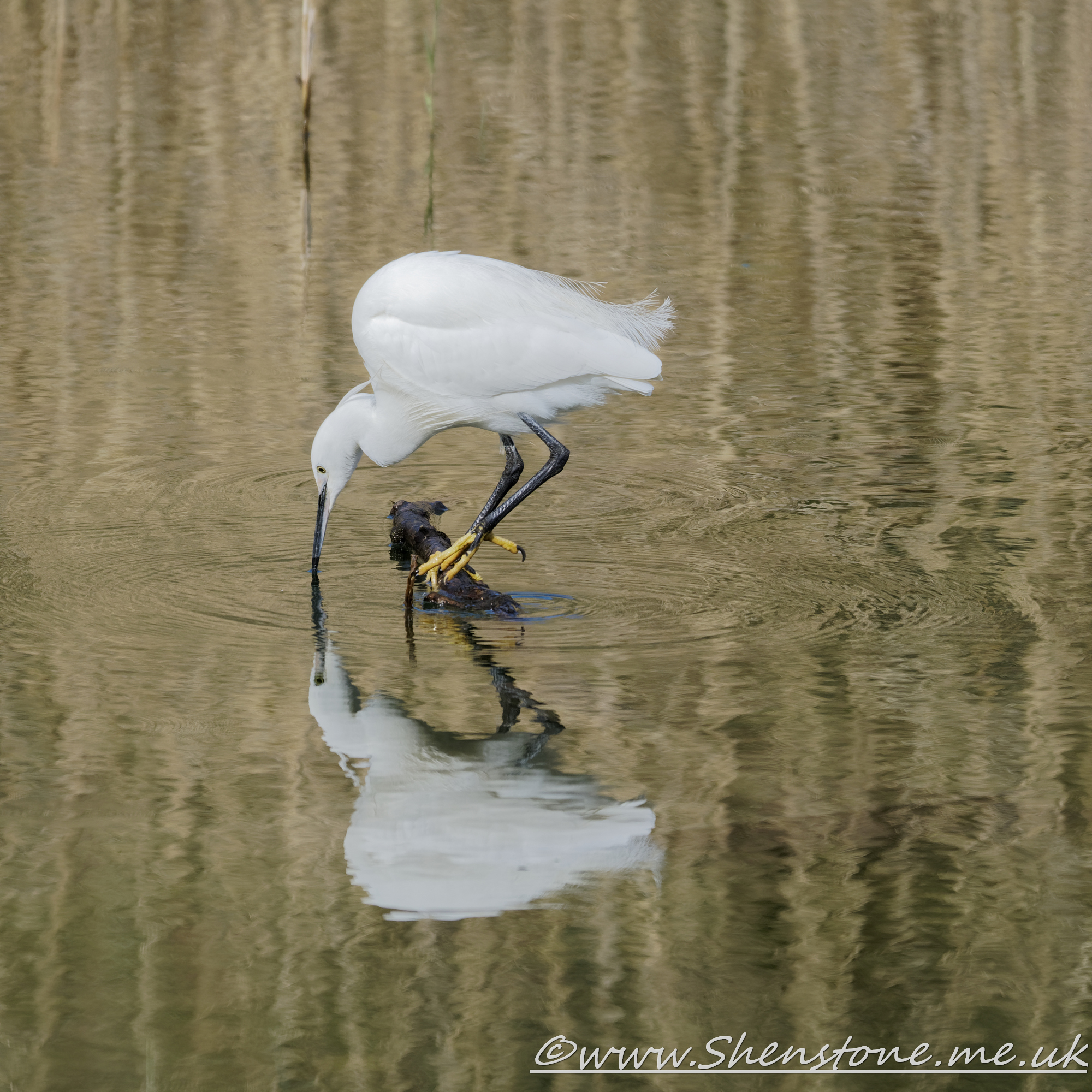 Little Egret Forest Farm                    