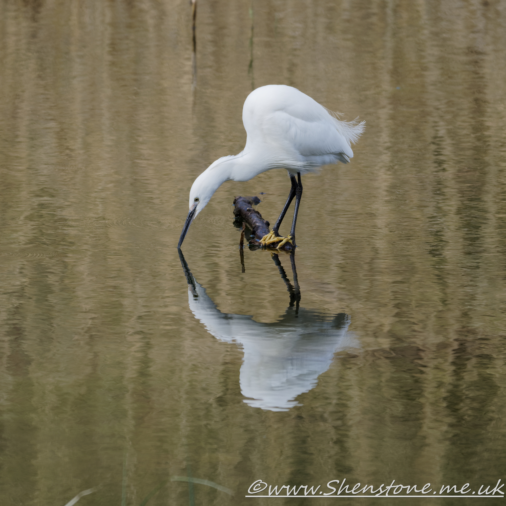 Little Egret Forest Farm                    