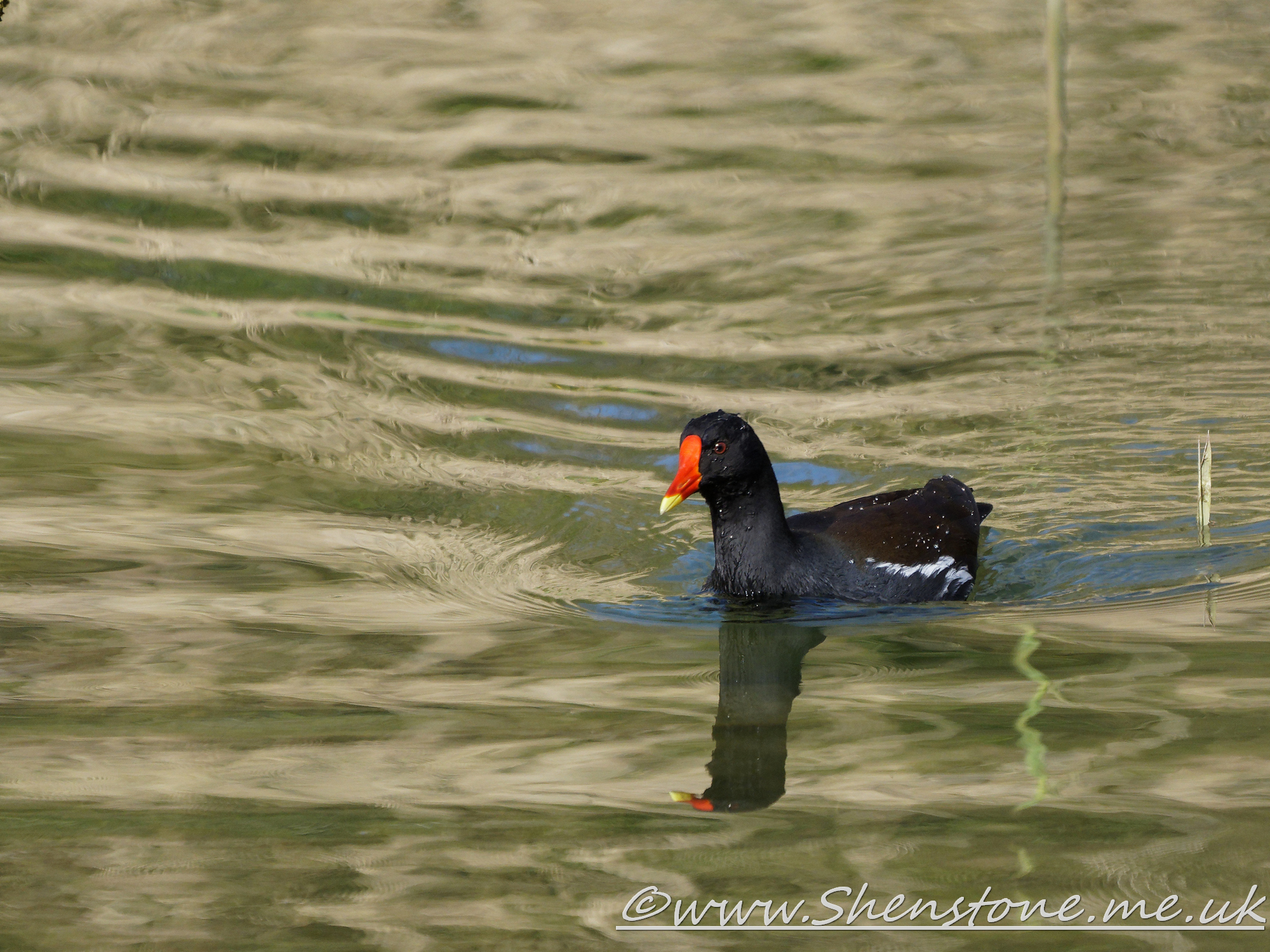 Moorhen Forest Farm                         