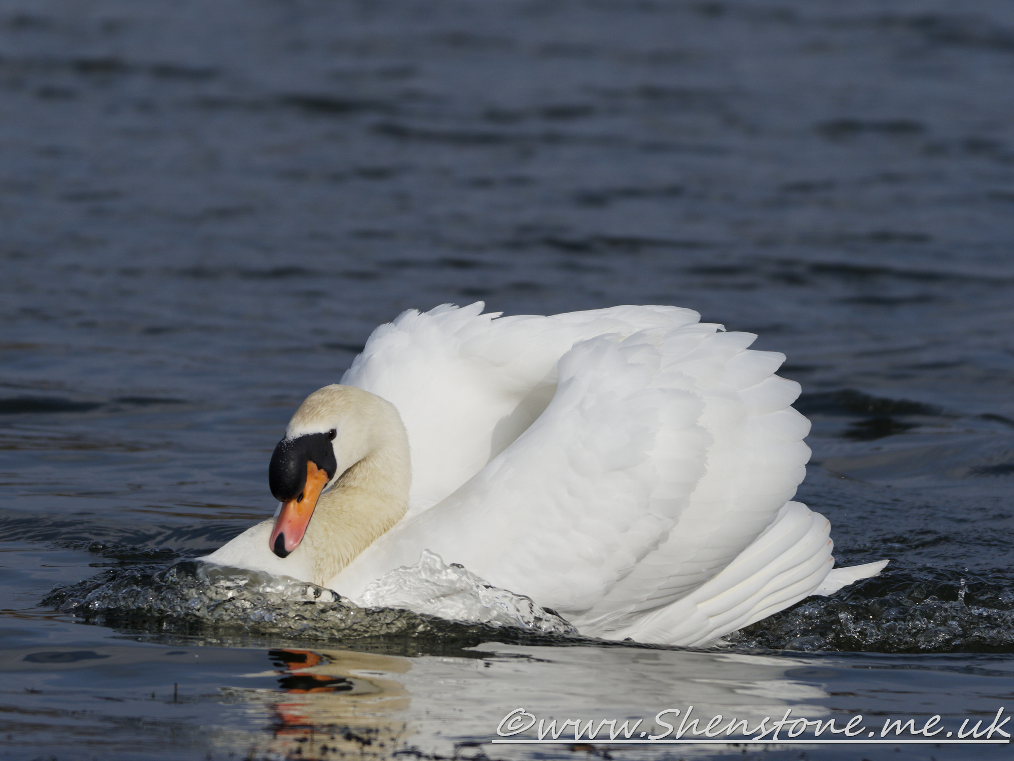 Mute Swan Lamby Lake                        
