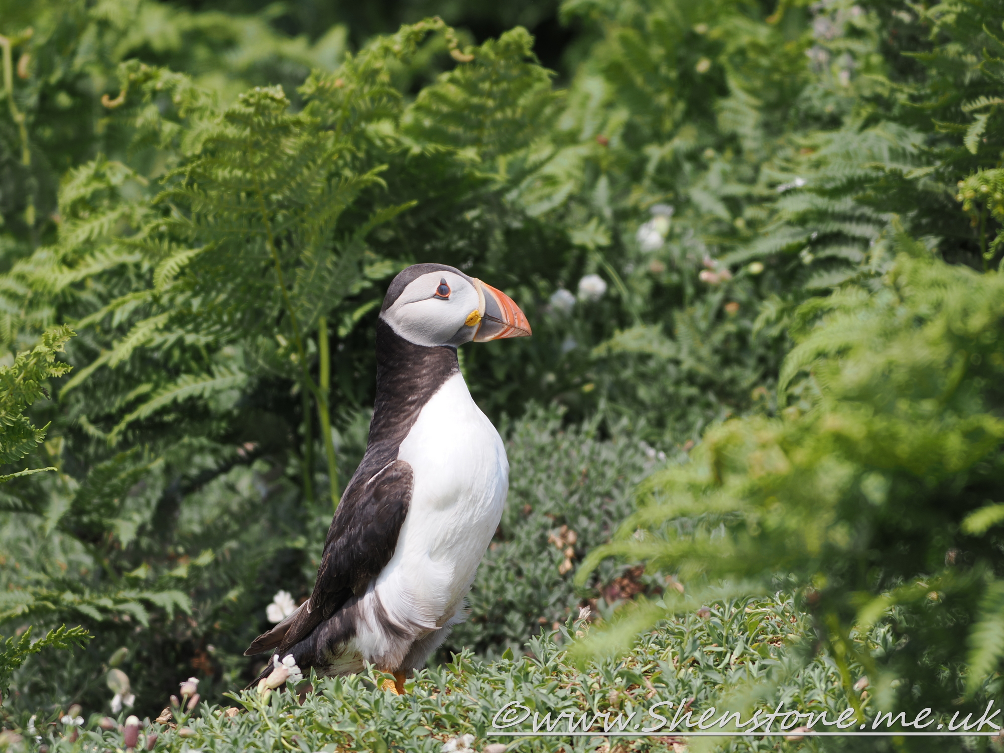 Puffin Skomer                               
