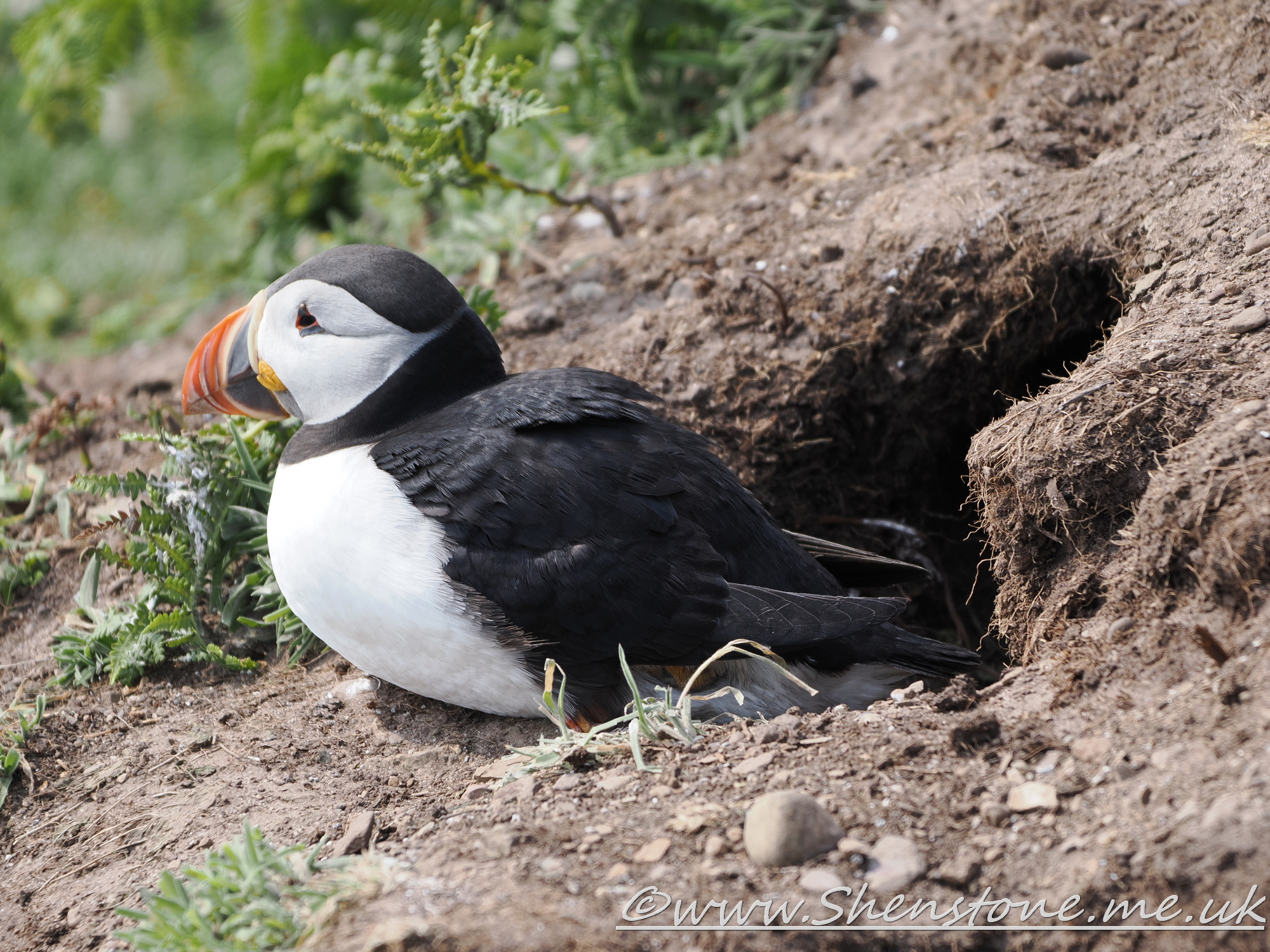 Puffin Skomer                               