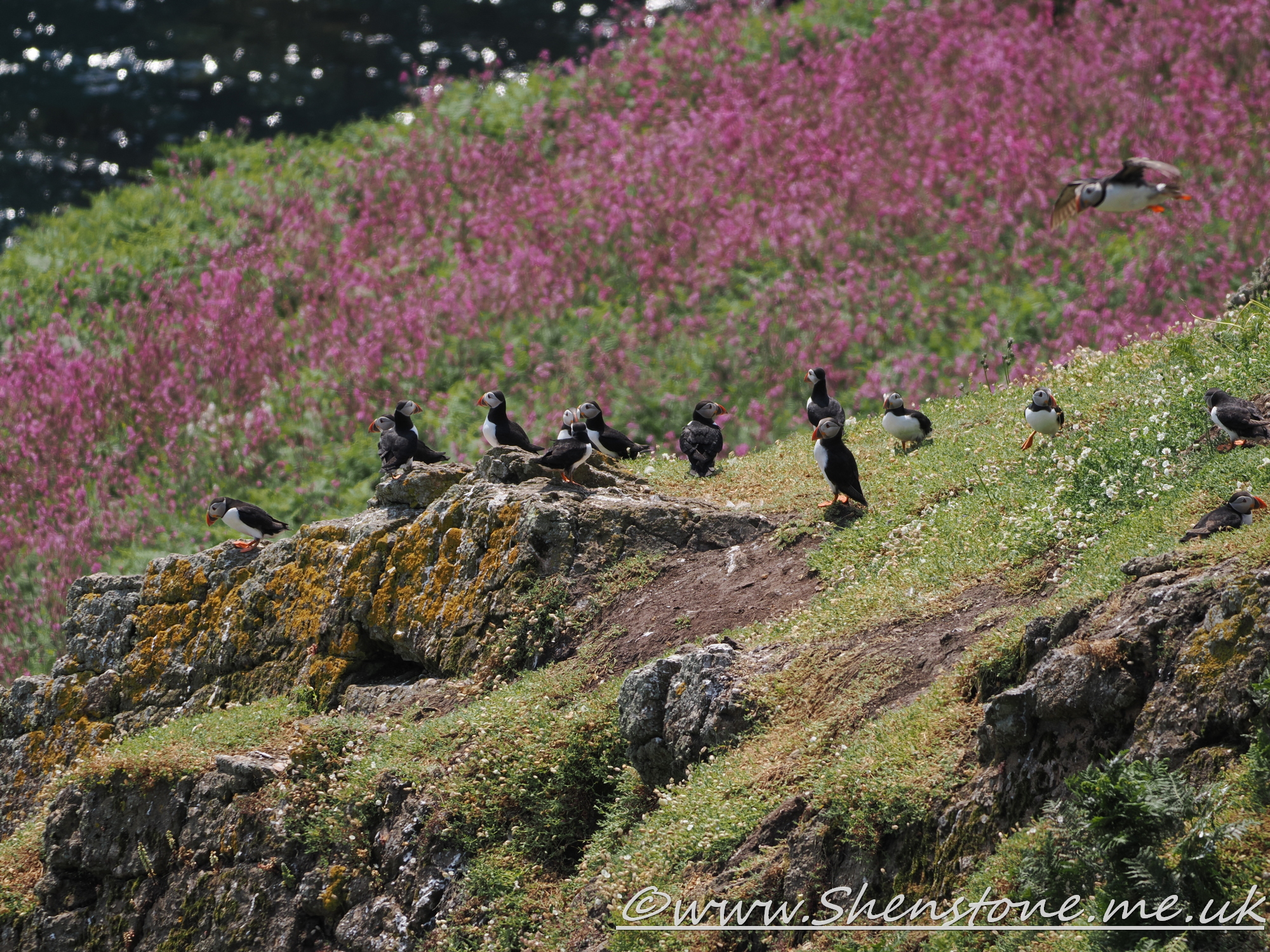 Puffin Skomer                               