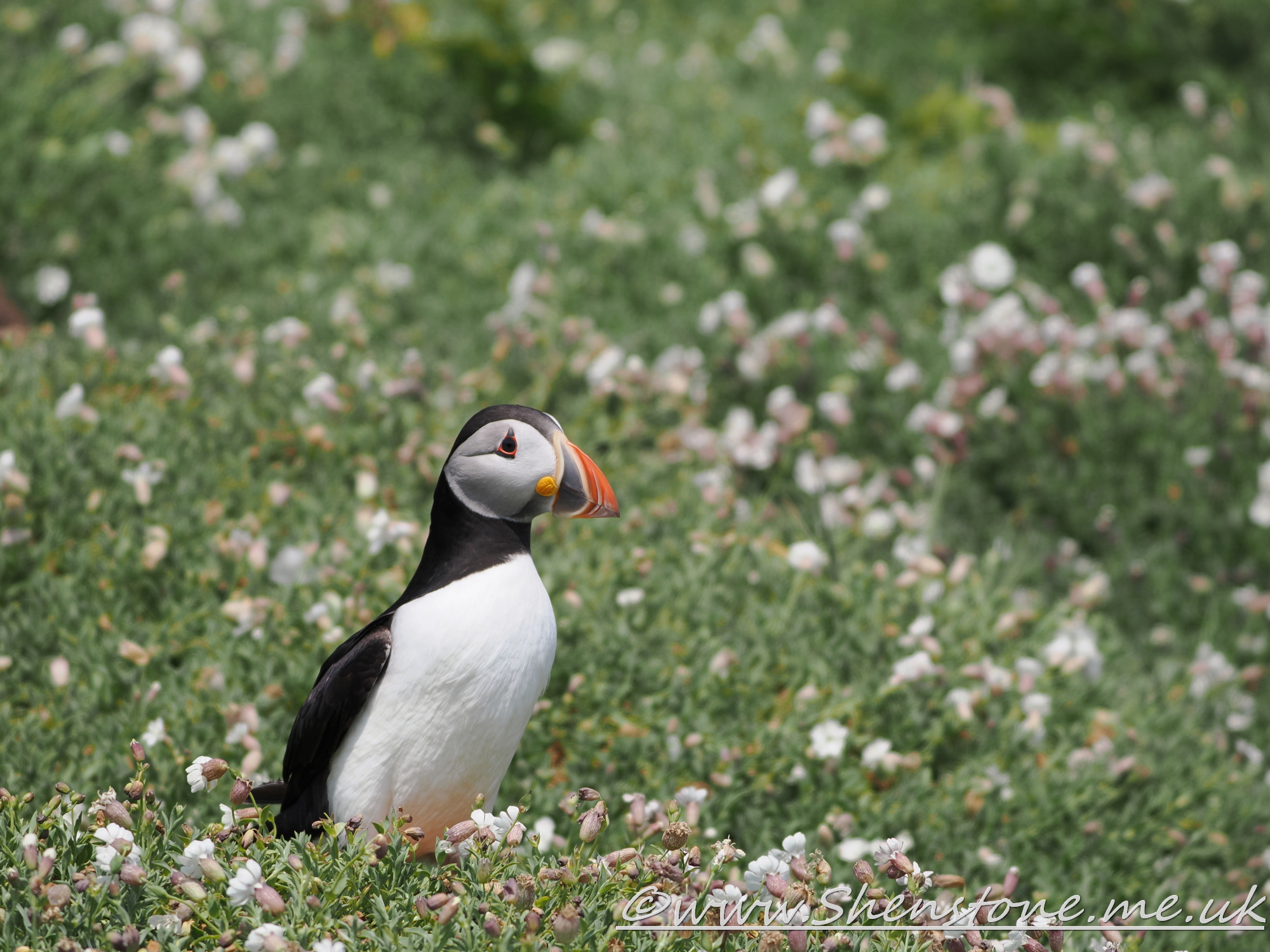 Puffin Skomer                               