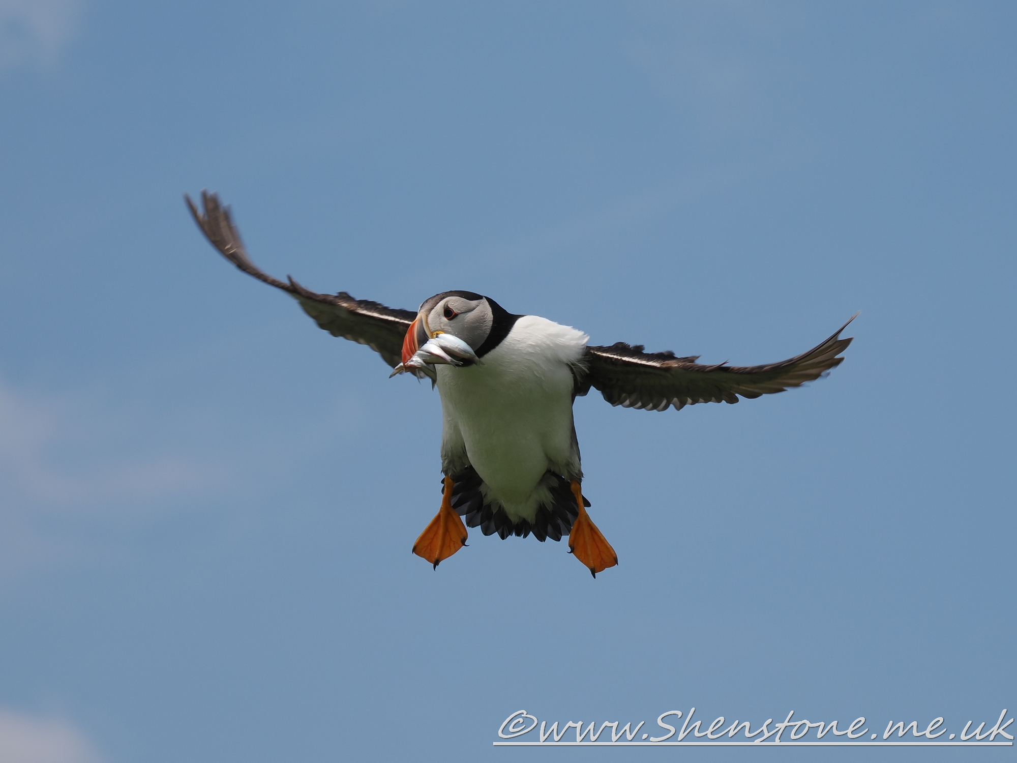 Puffin Skomer                               