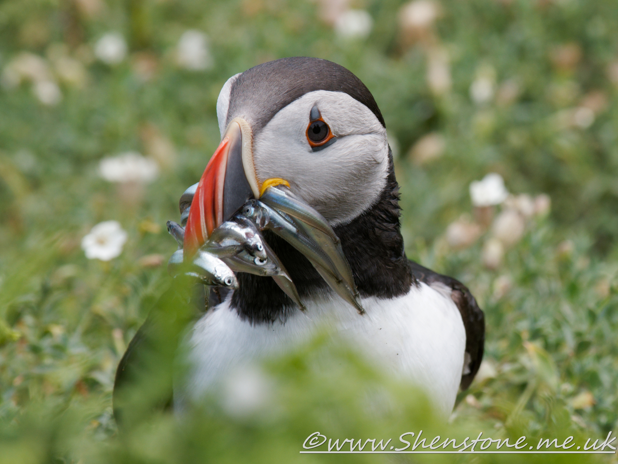 Puffin Skomer                               