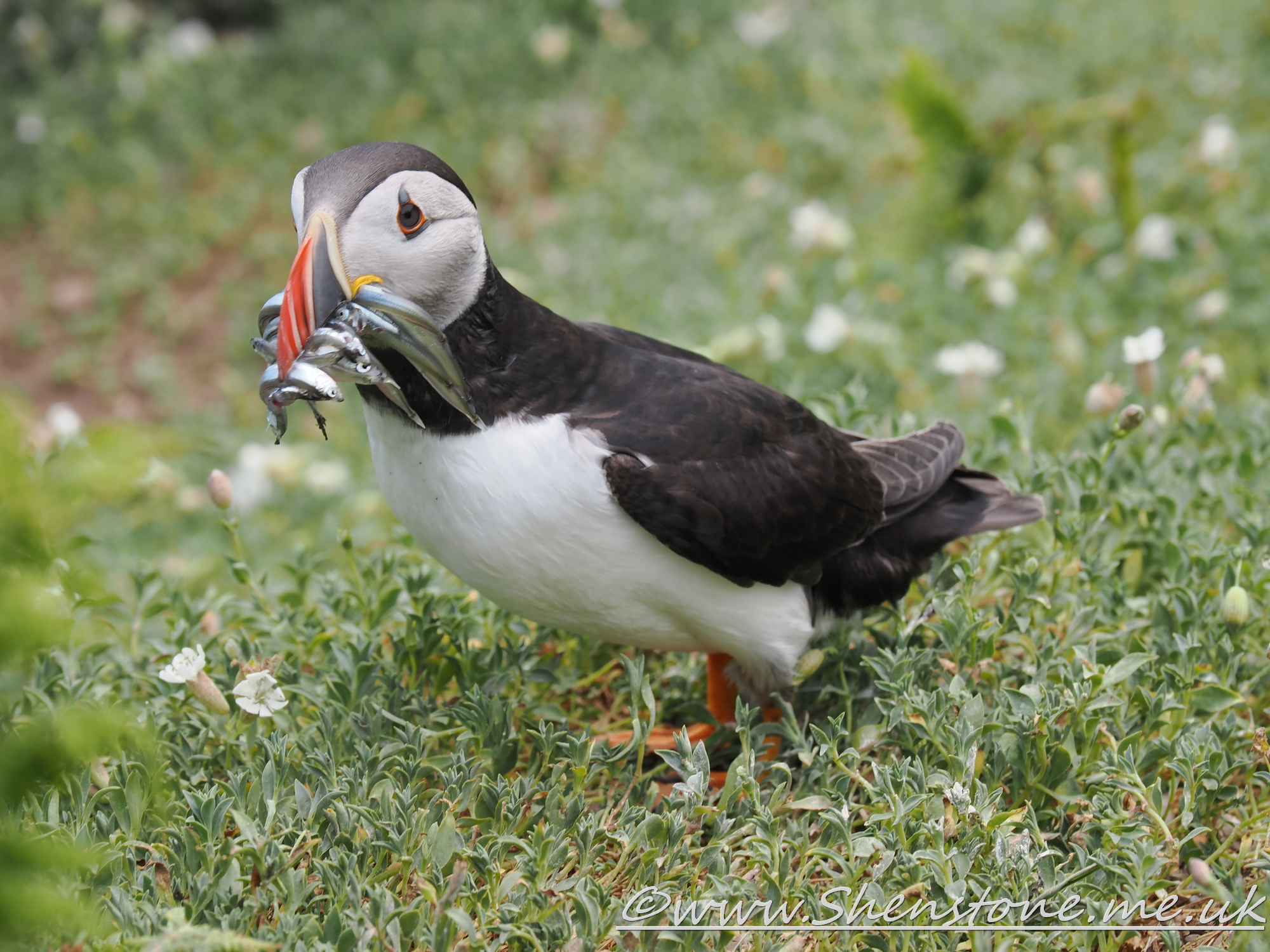 Puffin Skomer                               