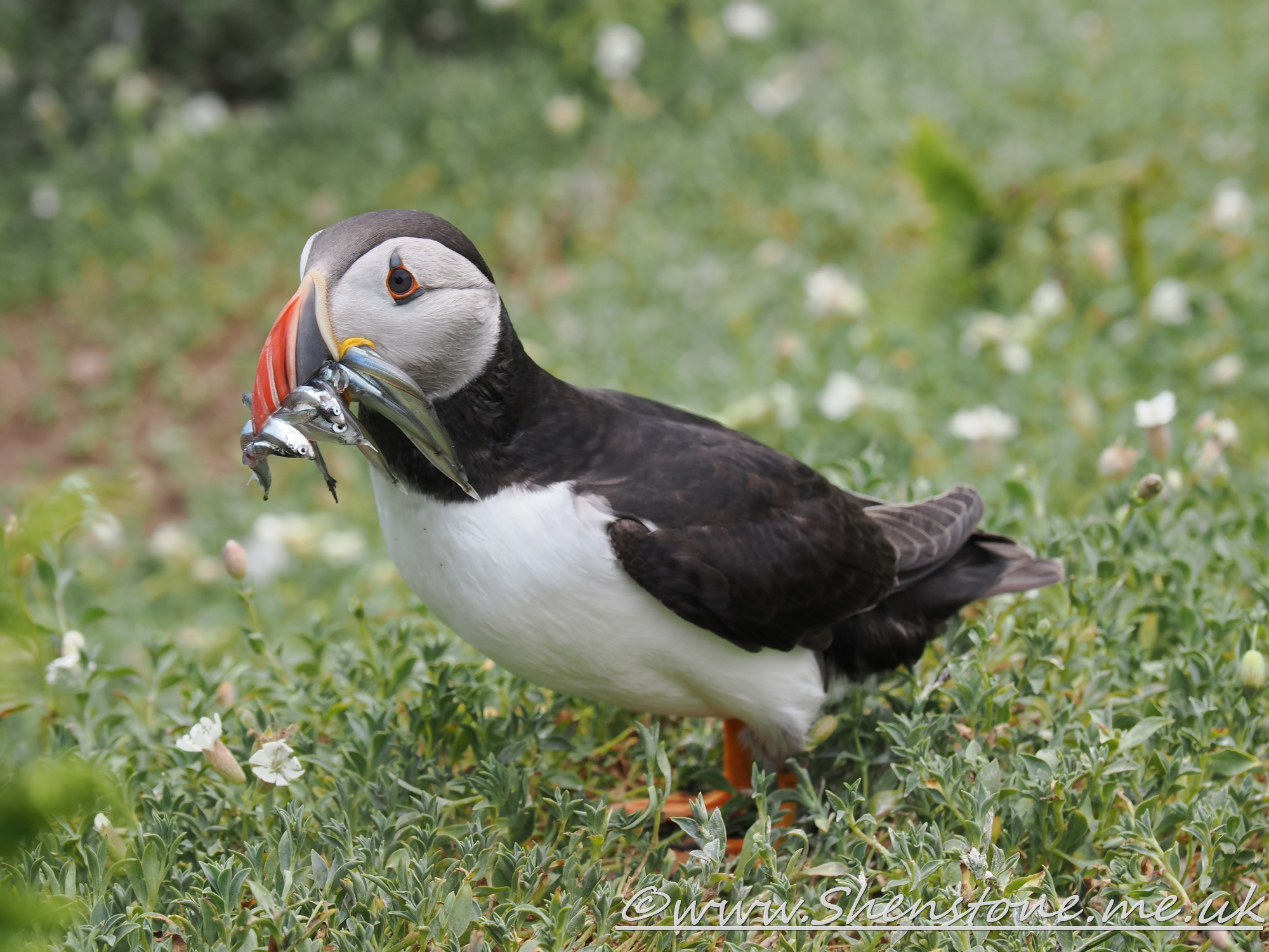 Puffin Skomer                               