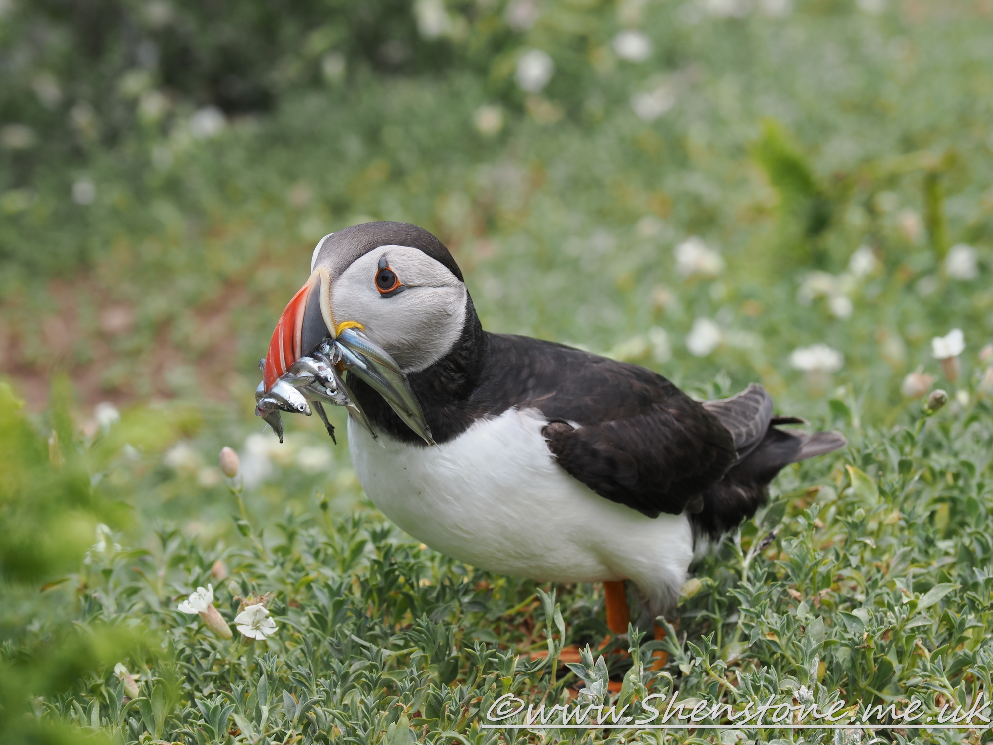 Puffin Skomer                               