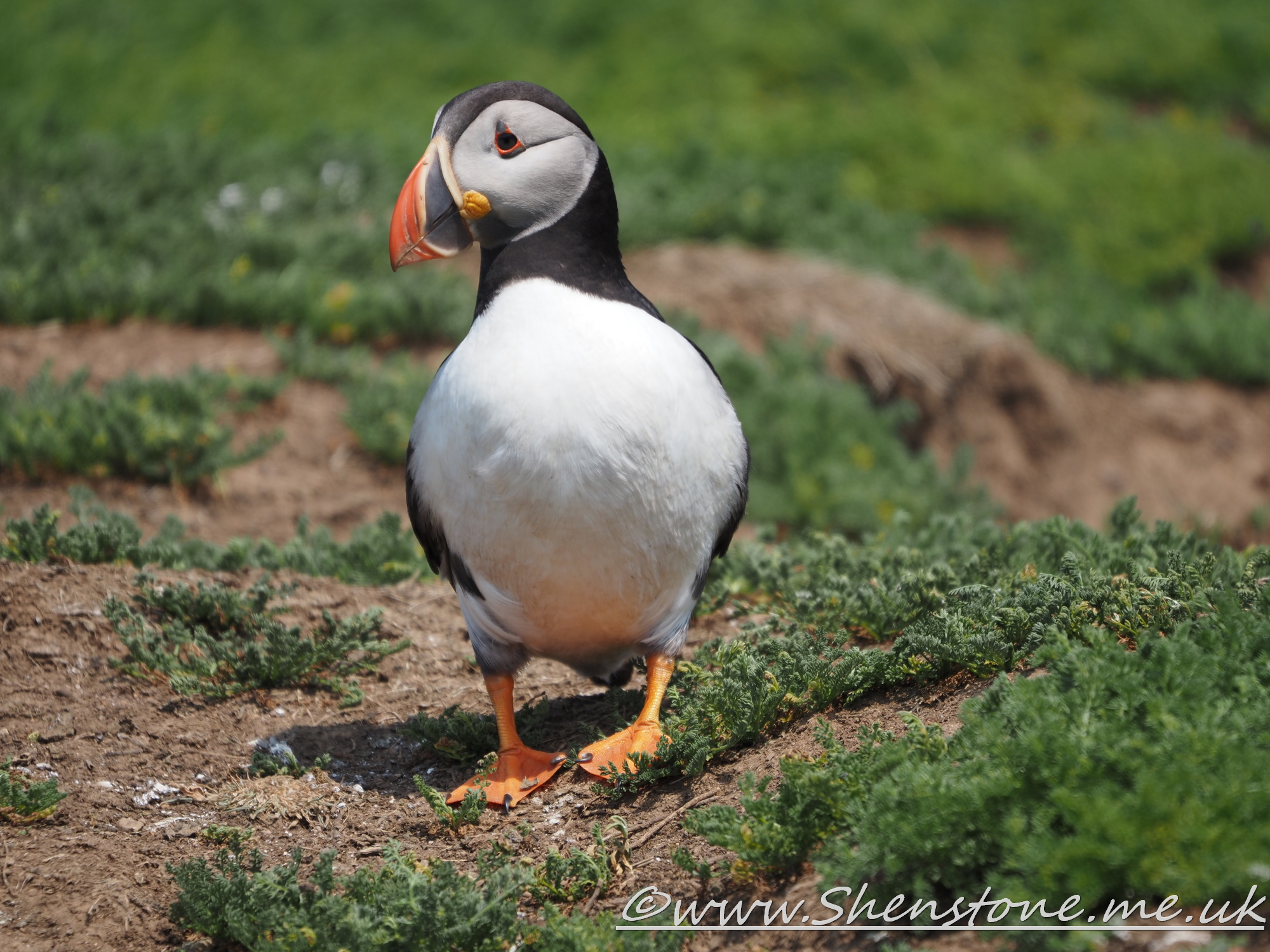 Puffin Skomer                               