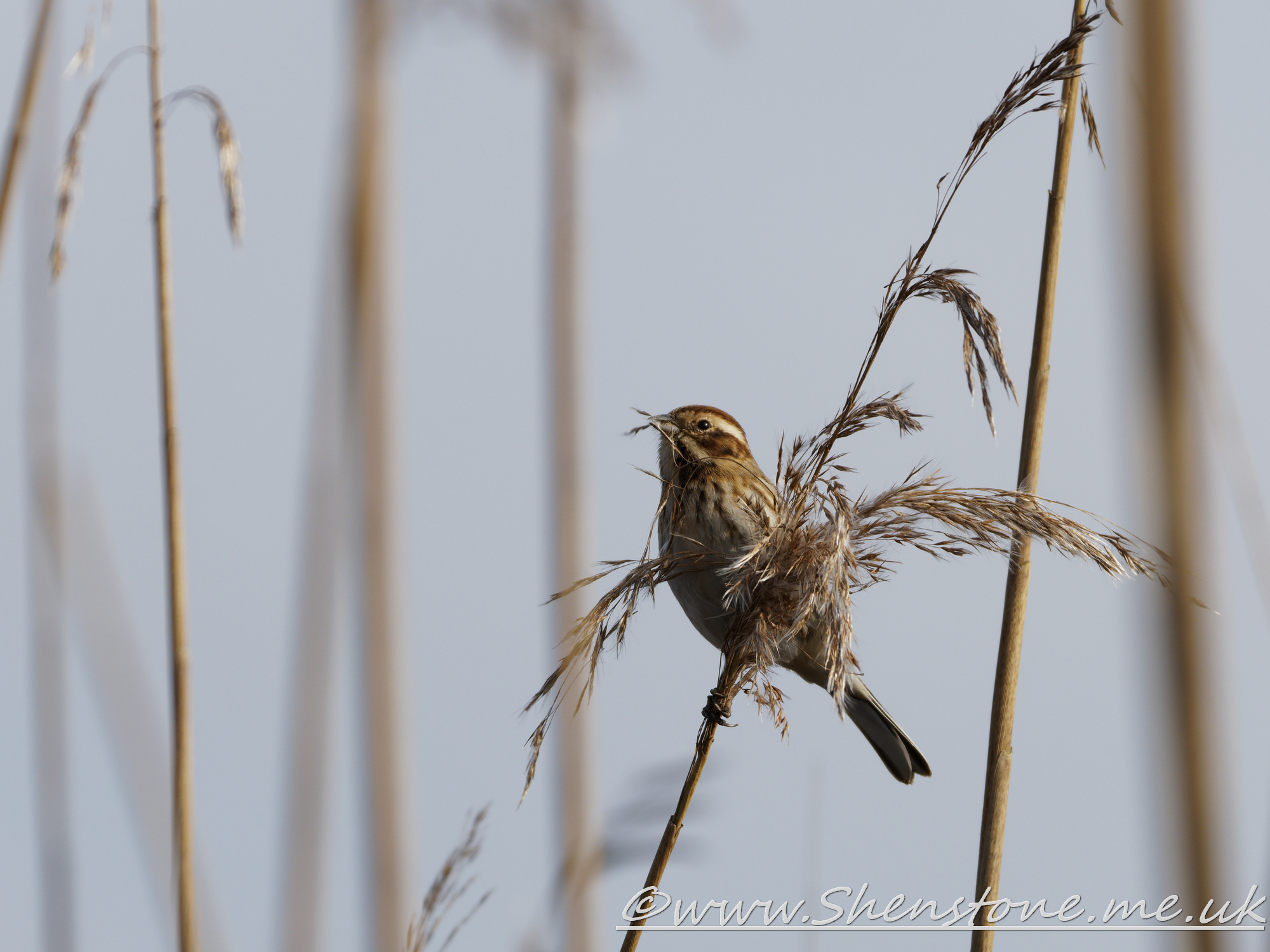 Reed Bunting Lamby Lake                     