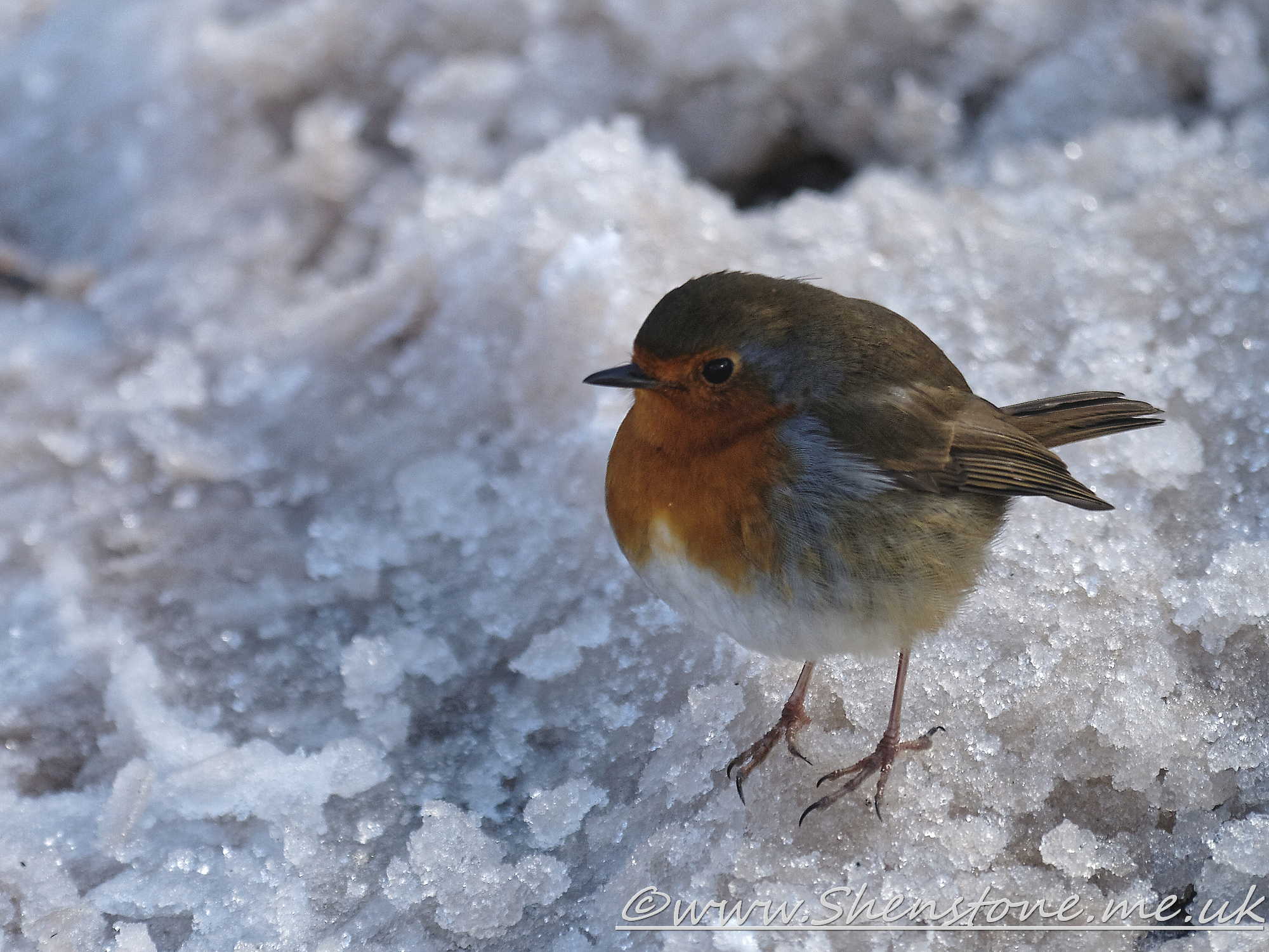 Robin Taf Fechan Forest                     