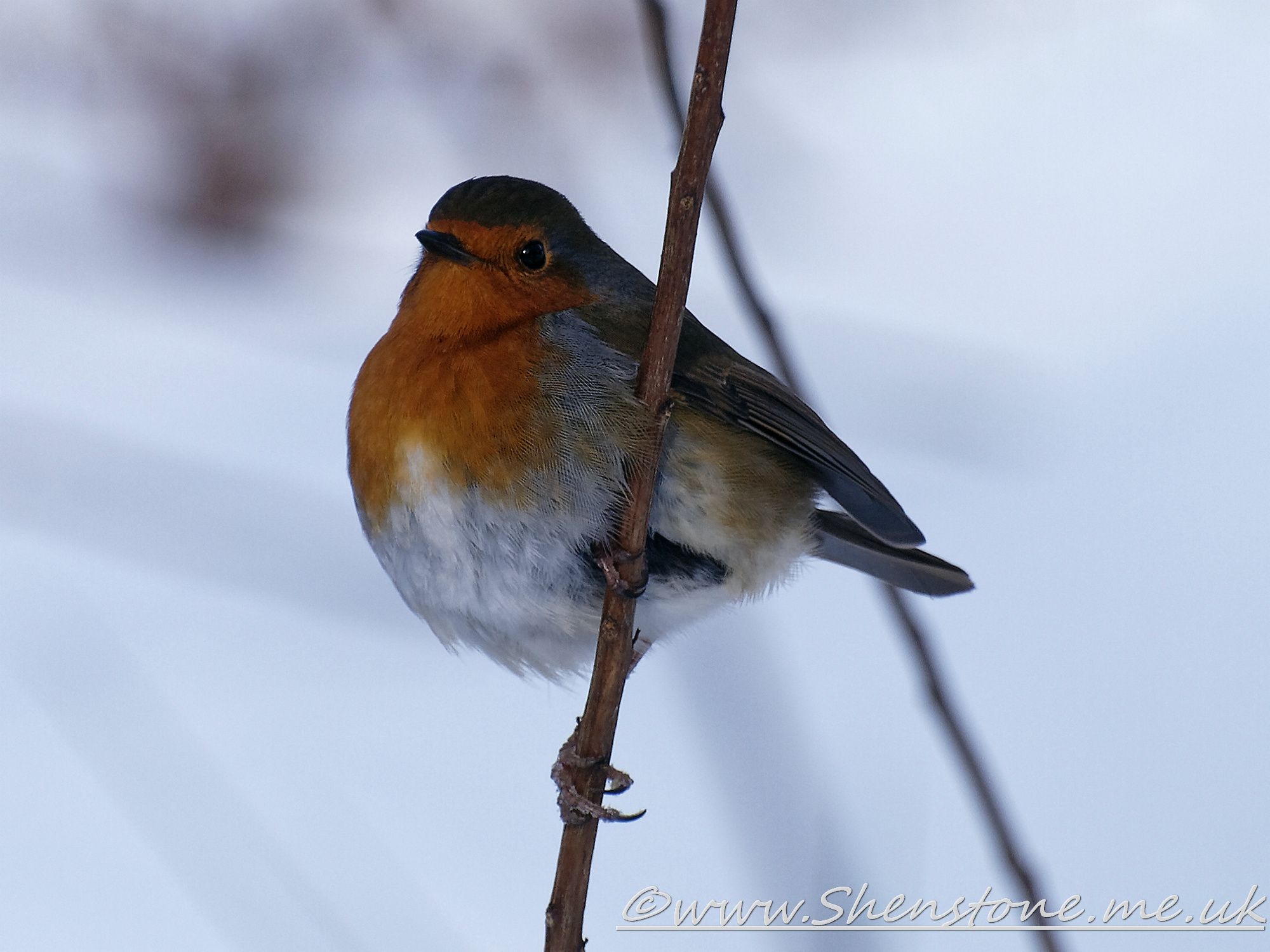 Robin Taf Fechan Forest                     