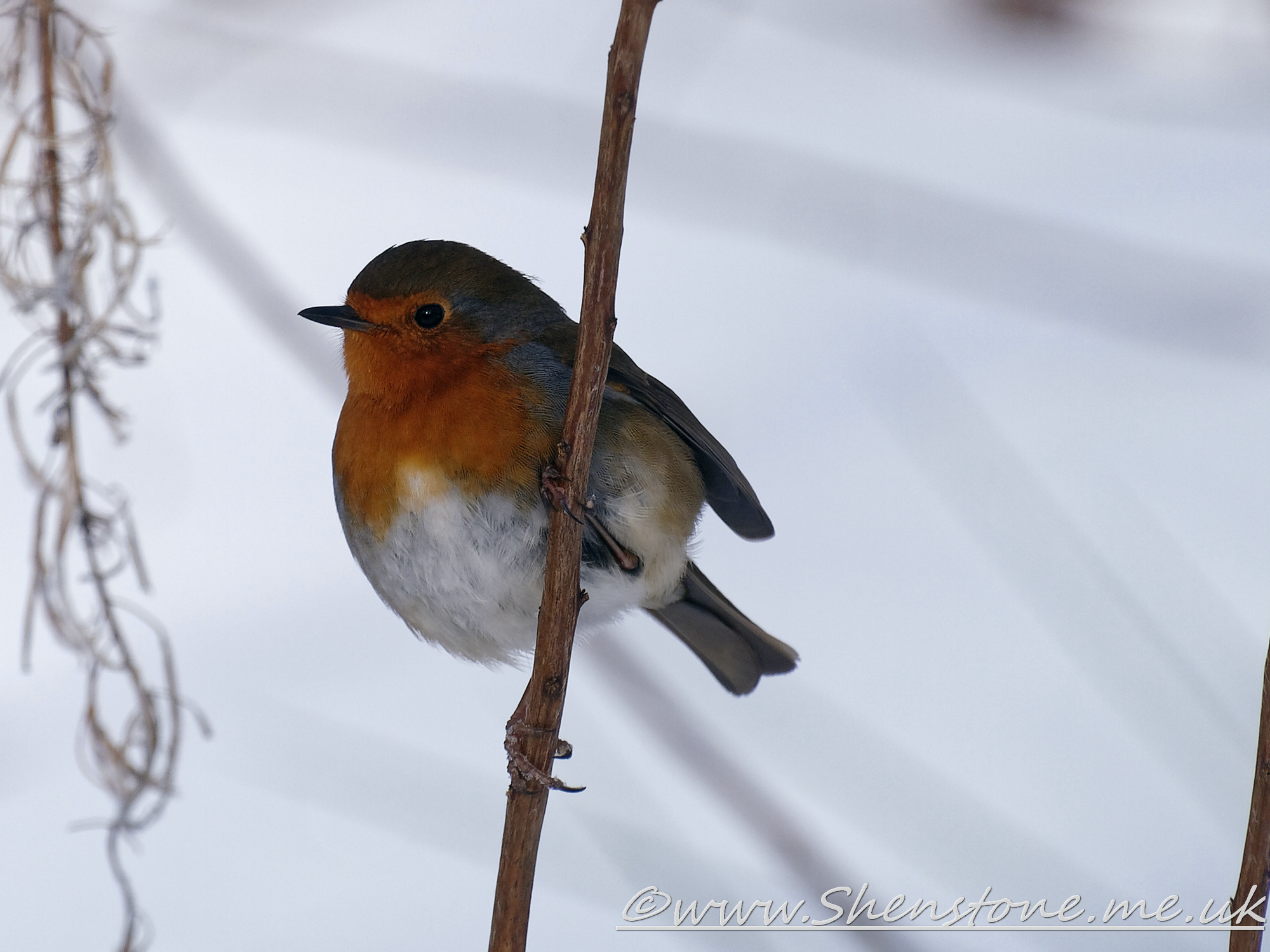 Robin Taf Fechan Forest                     