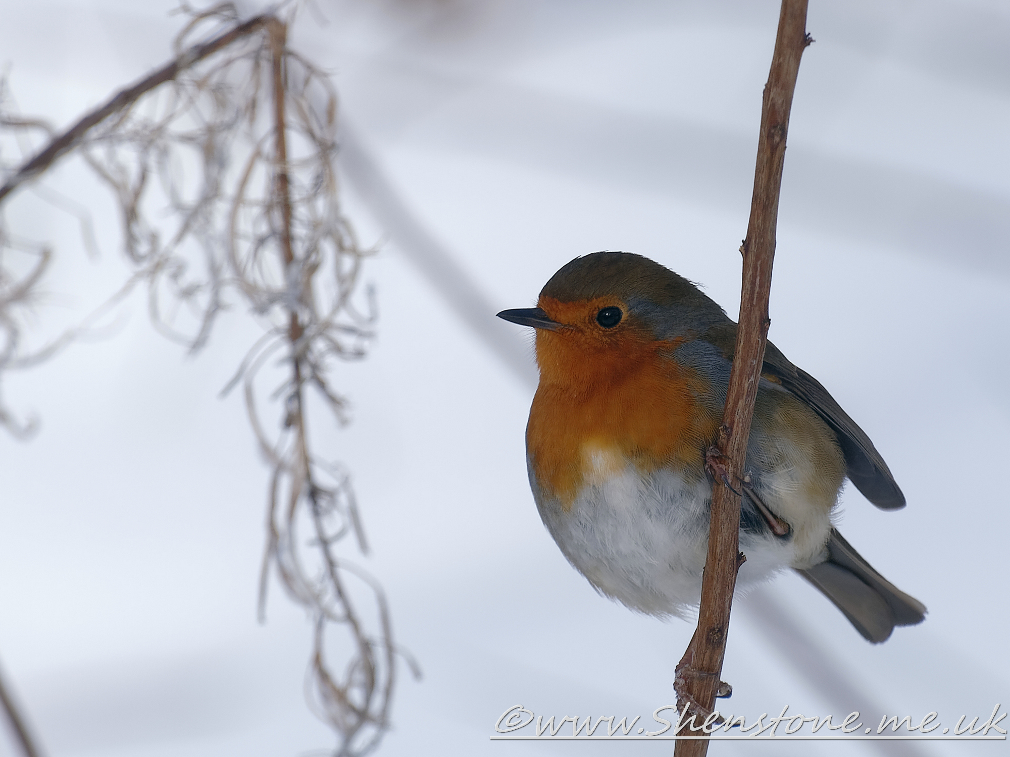 Robin Taf Fechan Forest                     